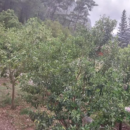 Village Garden 3*