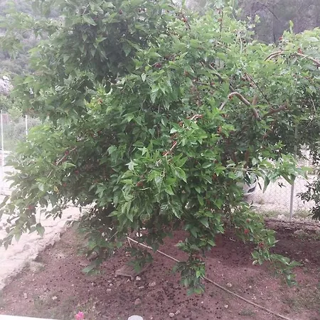 Village Garden
